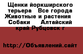 Щенки йоркширского терьера - Все города Животные и растения » Собаки   . Алтайский край,Рубцовск г.